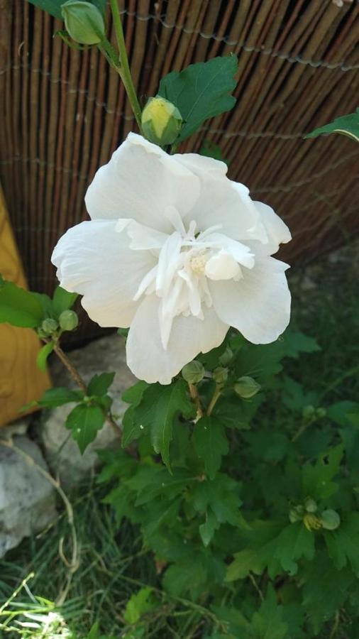 Le Clos Des Olivettes Sainte-Croix-de-Quintillargues ภายนอก รูปภาพ